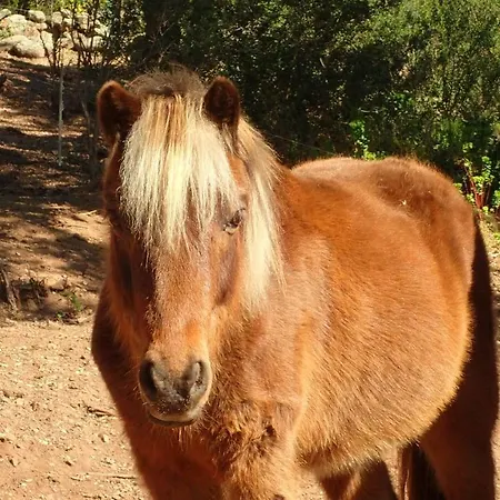 Lantana Villa Porto-Vecchio (Corsica)