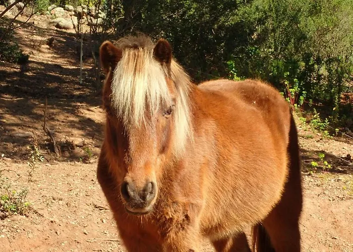 Lantana Вилла Порто-Веккьо
